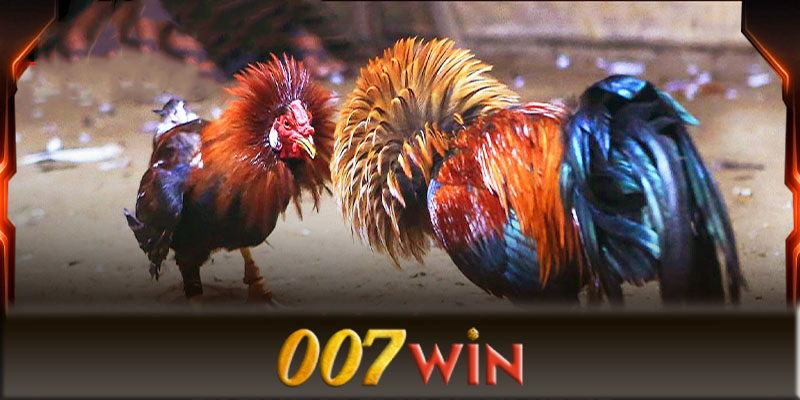 Một số lưu ý khi chơi đá gà 007Win