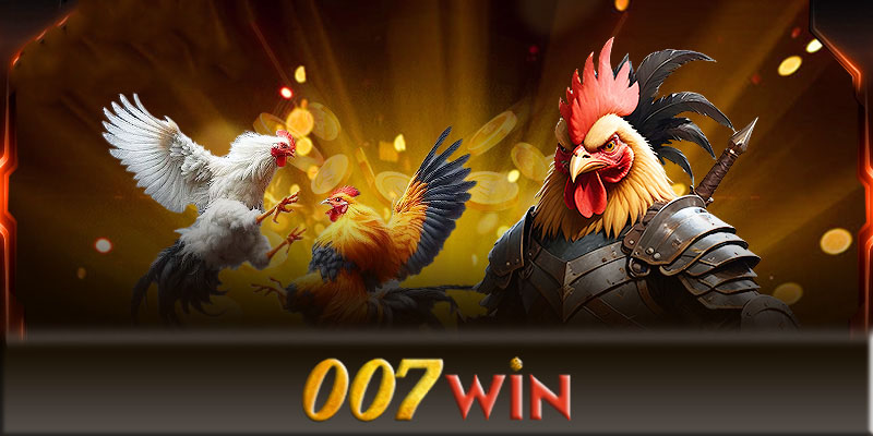 Đá gà 007Win - Điểm đến hàng đầu để chơi cá độ đá gà online